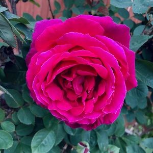 Meet your Posher, Shop